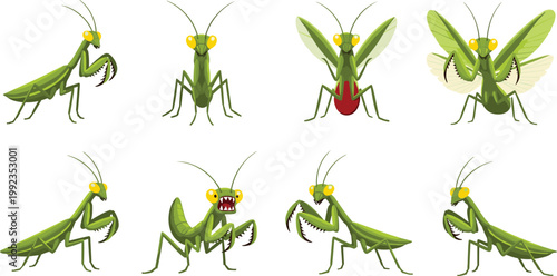 Set of cartoon praying mantis characters in various poses and expressions isolated on white background for children graphic design and nature vector illustration