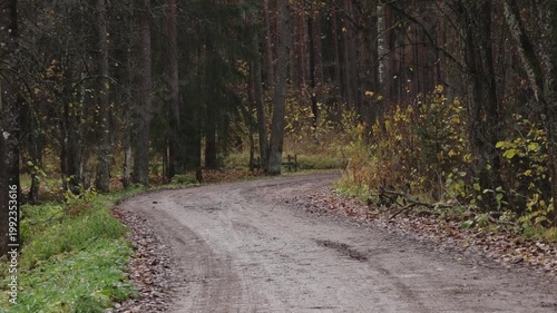 Curving dirt path through autumn forest with fallen leaves and trees, showcasing the natural beauty of the landscape in a serene setting