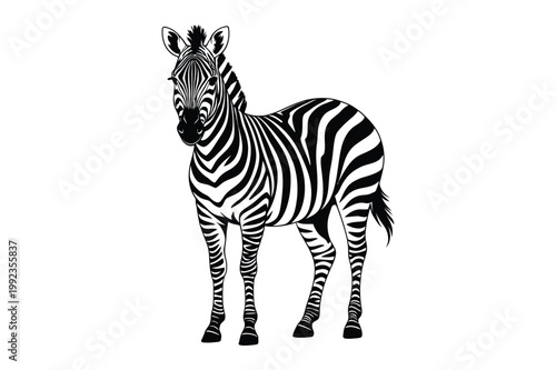 Illustration of a zebra with stripes full body wildlife illustration
