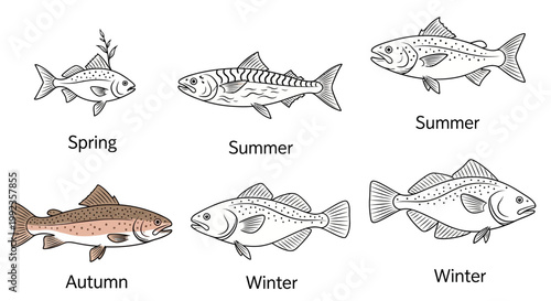 Illustrated fish species through seasons educational graphic vector design