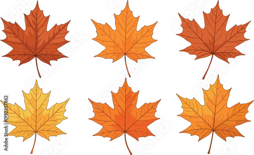 Autumn maple leaf set in red, orange, and yellow fall colors with detailed vein texture illustration on white background