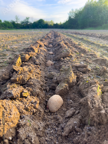 Potato in Soil Furrow Ready for Planting in Agricultural Field