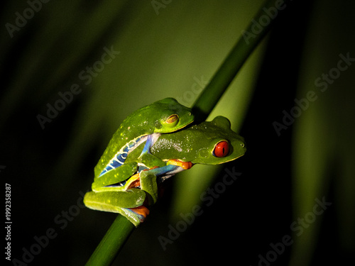 amplexo de rana ojos rojos sobre fondo iluminado, Costa Rica.