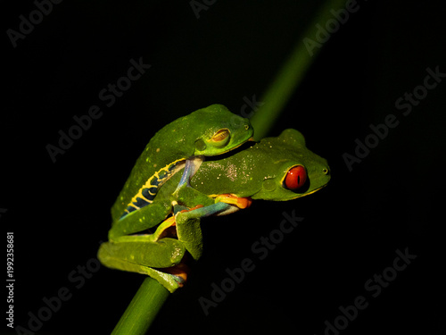 Bild auf Leinwand amplexo de ranas de ojos rojos sobre fondo negro, Costa Rica.