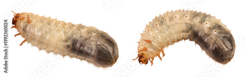 Foto Larva of a may beetle isolated on a white background