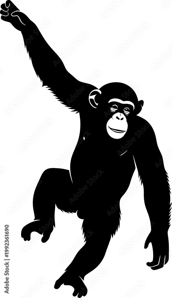 Fototapeta premium Chimpanzee silhouette climbing or hanging on white background for wildlife education and jungle nature designs
