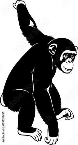 Chimpanzee silhouette climbing or hanging on white background for wildlife education and jungle nature designs