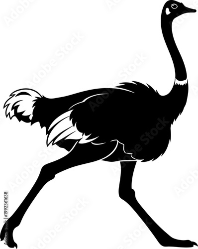 Full body silhouette of common ostrich running isolated on white background for wildlife and bird graphic design