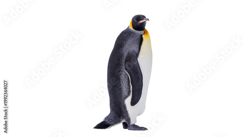Tableau sur toile Isolated adult emperor penguin standing gracefully, majestic wildlife animal in