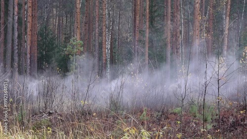 Misty forest scene with rising fog enveloping trees and underbrush, showcasing the tranquil beauty of nature in a woodland setting