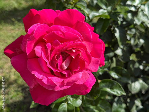 Bright pink rose.