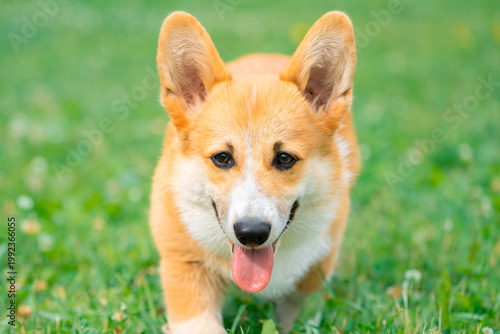 Corgi dog with its tongue hanging out standing on the grass in outdoors, close-up portrait