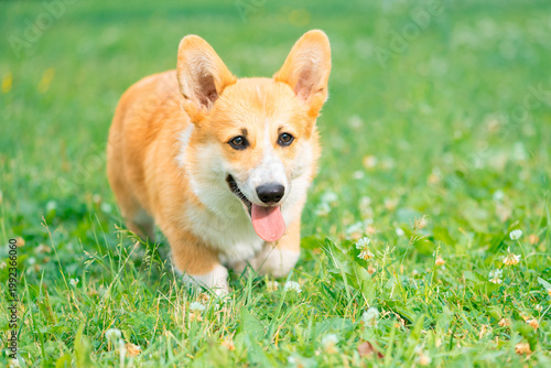 Happy Corgi dog with its tongue hanging out walking on the grass in outdoors, front view