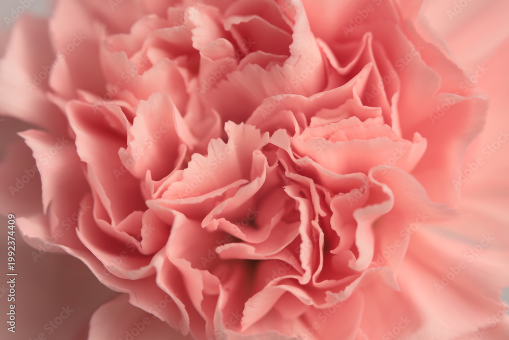 Fototapeta premium Smoke Close-up selective soft focus cream beige pink carnation Flower bud, Petals. Natural art blur macro background.