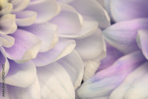 Smoke close-up selective soft focus cream beige, lilac, violet chrysanthemums Flower bud, Petals. Natural art blur macro background.