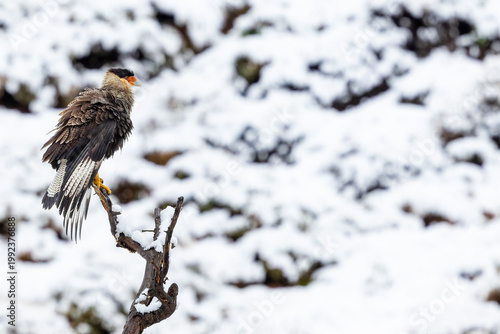 Crested Caracara in snow