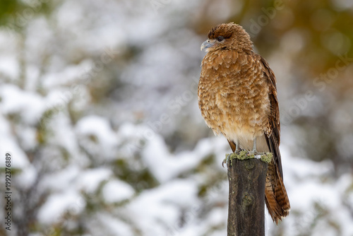Chimango Caracara in snow, chilean patagonia 