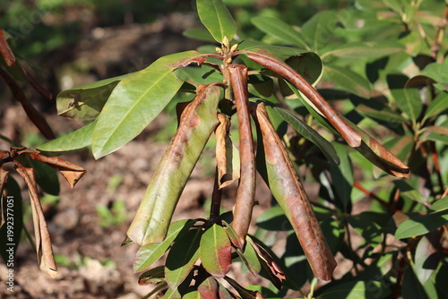 Photos Rhododendron leaves with brown sunburn spots and winter bronzing damage in sprin