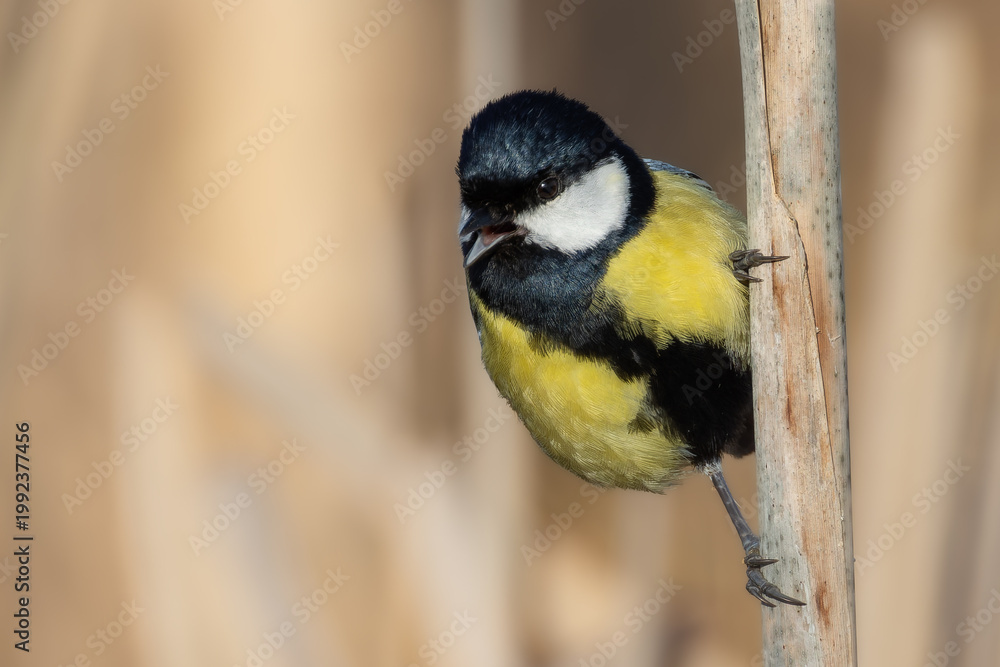 Obraz premium Kohlmeise (Parus major) im Schilf auf Schilfrohr mit unscharfem Hintergrund