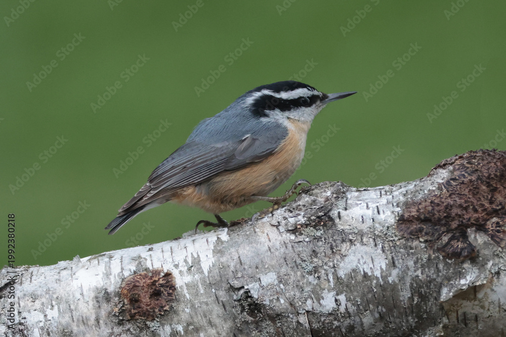 Obraz premium Rosebreasted nuthatch on branch