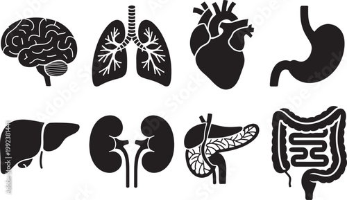 Human internal organs brain lungs heart stomach liver kidneys pancreas intestines anatomy flat icon set.