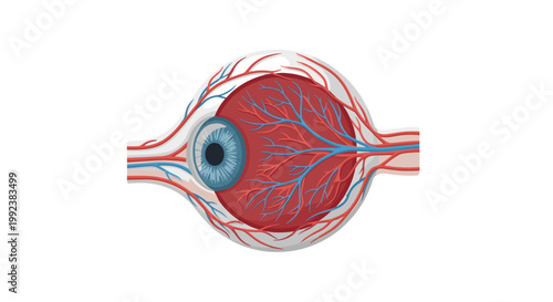 A meticulous anatomical illustration of a human eye displays the intricate web of red arteries and blue veins covering the white sclera surface.