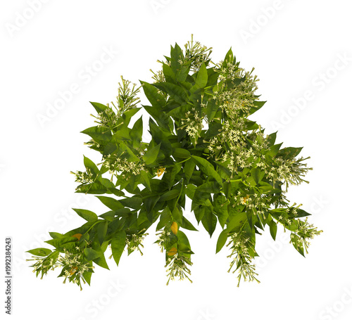 Billede på lærred Flowering bush isolated on transparent background