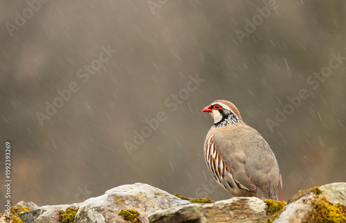 Red-legged partridge facing left in rainy Springtime weather and perched on a drystone wall in the Yorkshire Dales.  Scientific Name: Alectoris rufa,  Horizontal.  Copy Space,