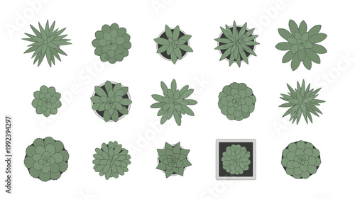 Collection of view green succulent plants in pots and without pots potted plant