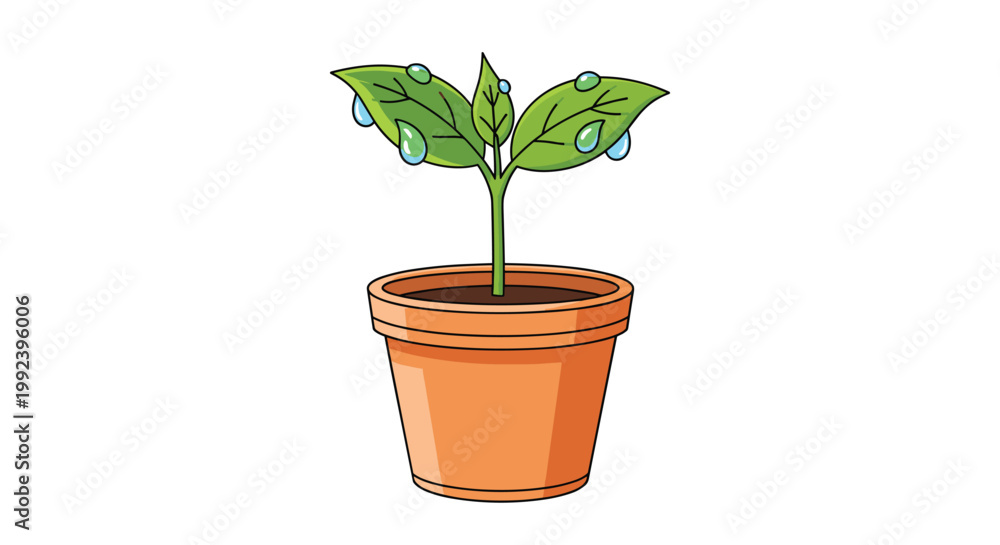 Obraz premium A healthy green plant with glistening water droplets on its leaves grows in a traditional terracotta pot against a clean white background under bright studio light.