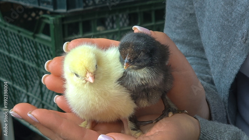 Pair of cute little small chicken in women's hands. Adorable fluffy baby poultry fowl farming and agriculture summer countryside