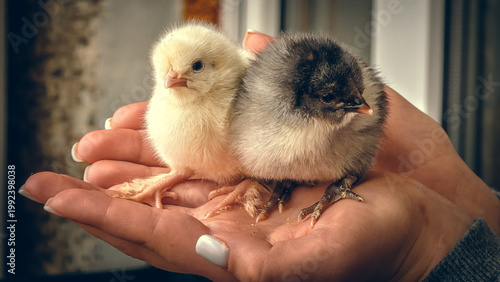 Pair of cute little chicken in women's hands. Adorable fluffy baby poultry fowl farming and agriculture summer countryside