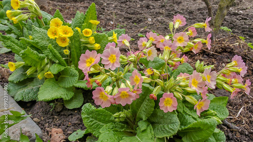 The first spring flowers in the garden. Spring time gardening - first seasonal flowers blossom 
