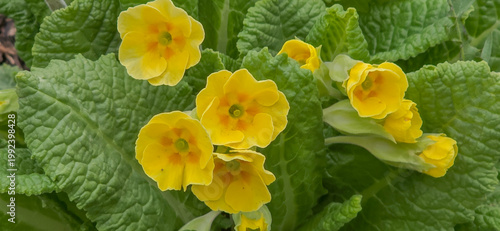 The first spring flowers in the garden. Spring time gardening - first seasonal flowers blossom 
