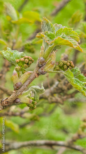 First spring green leaves buds and branches on red currant bush. Young leaves on a tree branch close-up. The first spring foliage in the garden. 