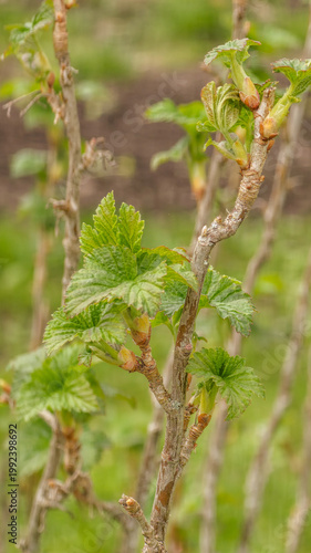 First spring green leaves buds and branches on red currant bush. Young leaves on a tree branch close-up. The first spring foliage in the garden. 