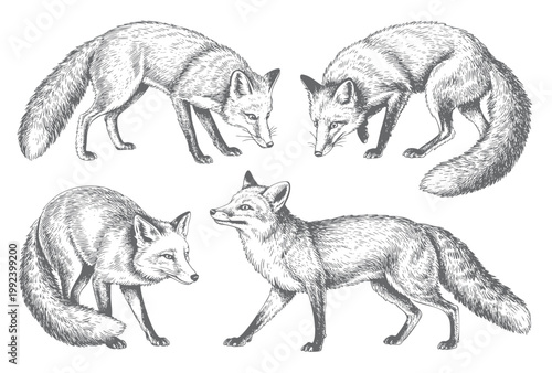 Vintage fox engraving illustration set hand drawn wild animal sketch art.
