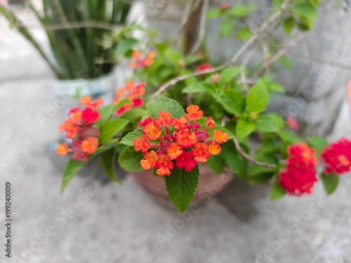 Canvastavla The plant in the image is Lantana camara, commonly known as common lantana or sh