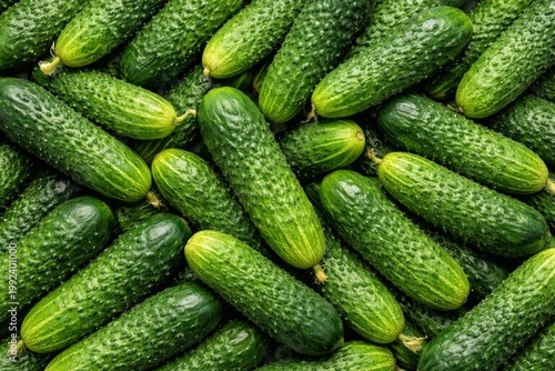 Top view of fresh green cucumbers forming a natural food background. Organic cucumbers with water drops create vibrant texture. Healthy vegetables background perfect for food, farming, diet, and nutri