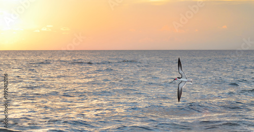 Fliying Black Skimmer (Rynchops Niger) In Florida