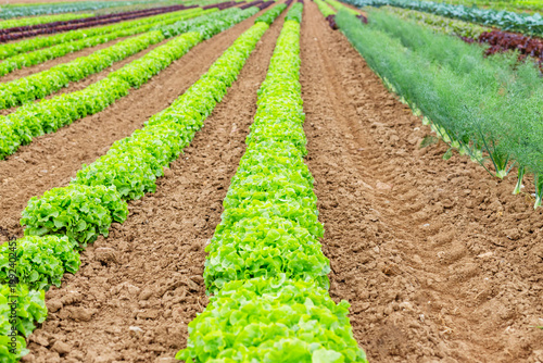 Lettuce grows in neat rows on a farm during the day in a large open field with rich brown soil