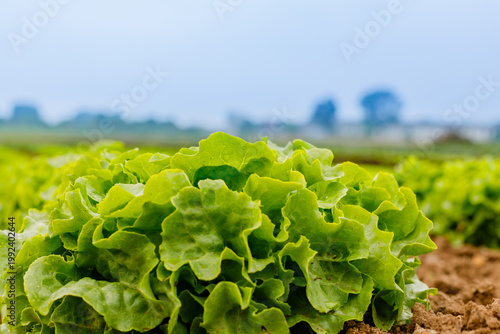Fresh lettuce growing in the field under a cloudy sky during the day