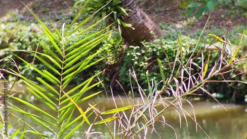 Bird resting in nest among green leaves in forest showing wildlife habitat and peaceful natural ecosystem of Bangladesh environment