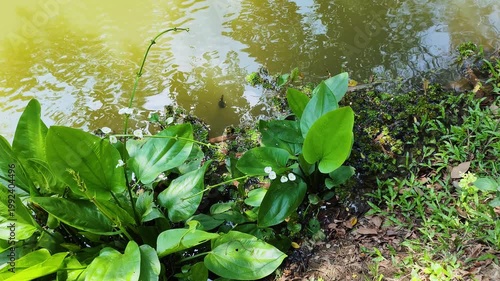 Large green leaves growing near water in Bangladeshi forest showing tropical biodiversity and fresh natural environment with peaceful scenery