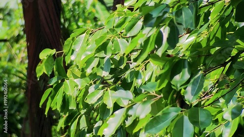 Close up green leaves in Bangladeshi forest moving gently in wind showing freshness natural environment and tropical vegetation detail