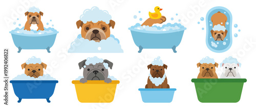  Bubble Bath - Bulldog in a tub with soap bubbles on its head   Flat Vector Illustration on Transparent Background