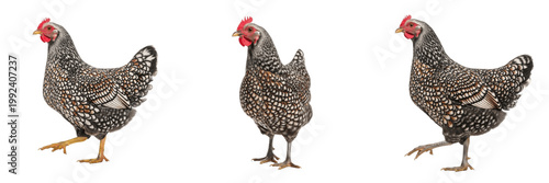 Foto Speckled Sussex Chicken Standing Speckled Pattern - Gallus gallus domesticus - P