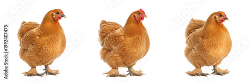Vászonkép Cochin Buff Chicken Standing Fluffy Body - Gallus gallus domesticus - Poule Coch
