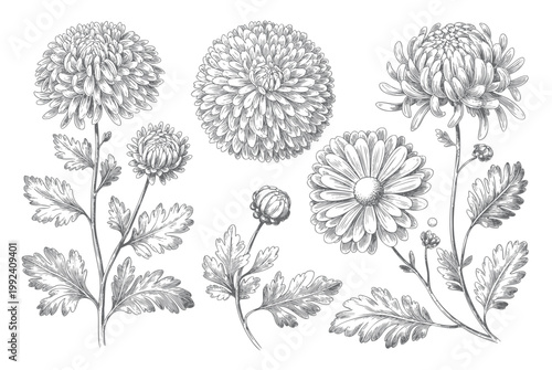 Bild auf Leinwand Hand drawn chrysanthemum flowers collection botanical vintage line art