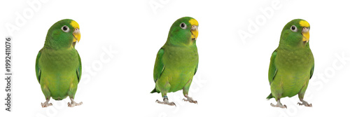 Fotografie Pacific Parrotlet Standing with Tiny Alert Frame - Forpus coelestis - Toui céles
